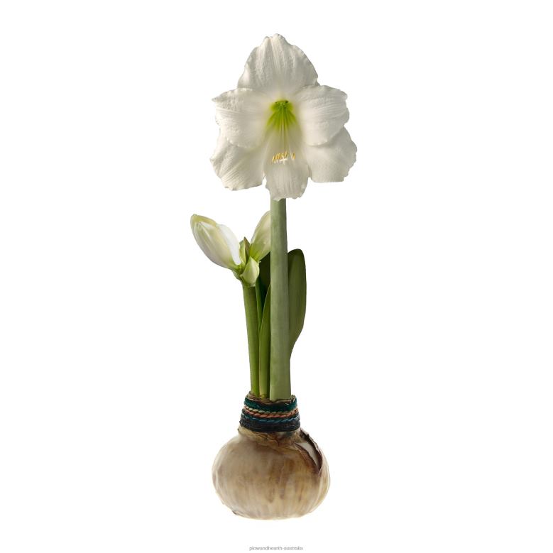 Plow & Hearth Naturalz Waxed Self-Contained Amaryllis Flower Bulb P22BD2182 Seasonal & Gifts