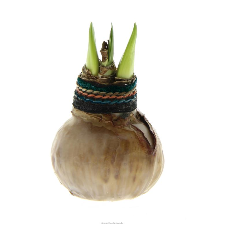 Plow & Hearth Naturalz Waxed Self-Contained Amaryllis Flower Bulb P22BD2182 Seasonal & Gifts