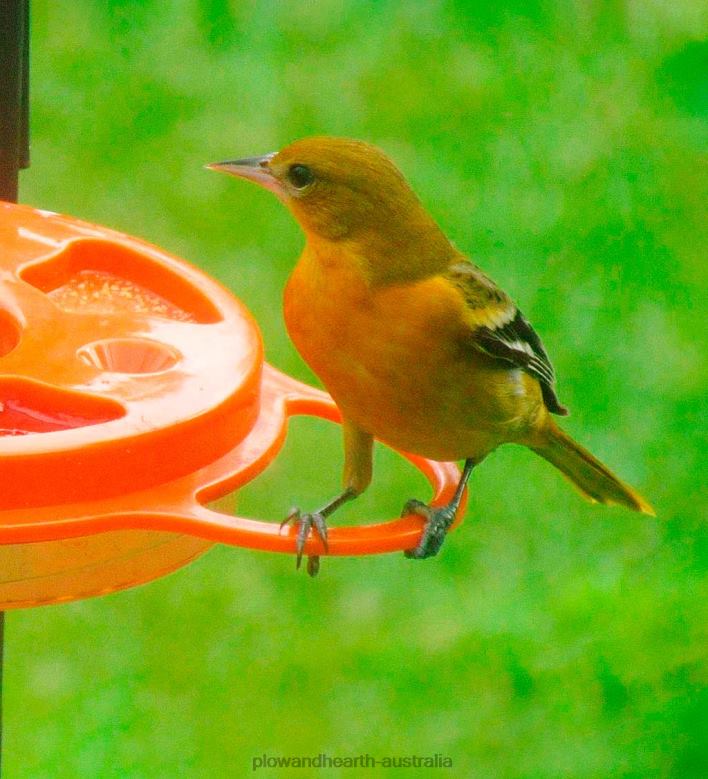 Plow & Hearth Oriolefest Oriole Feeder, 12 oz. P22BD824 Yard & Garden