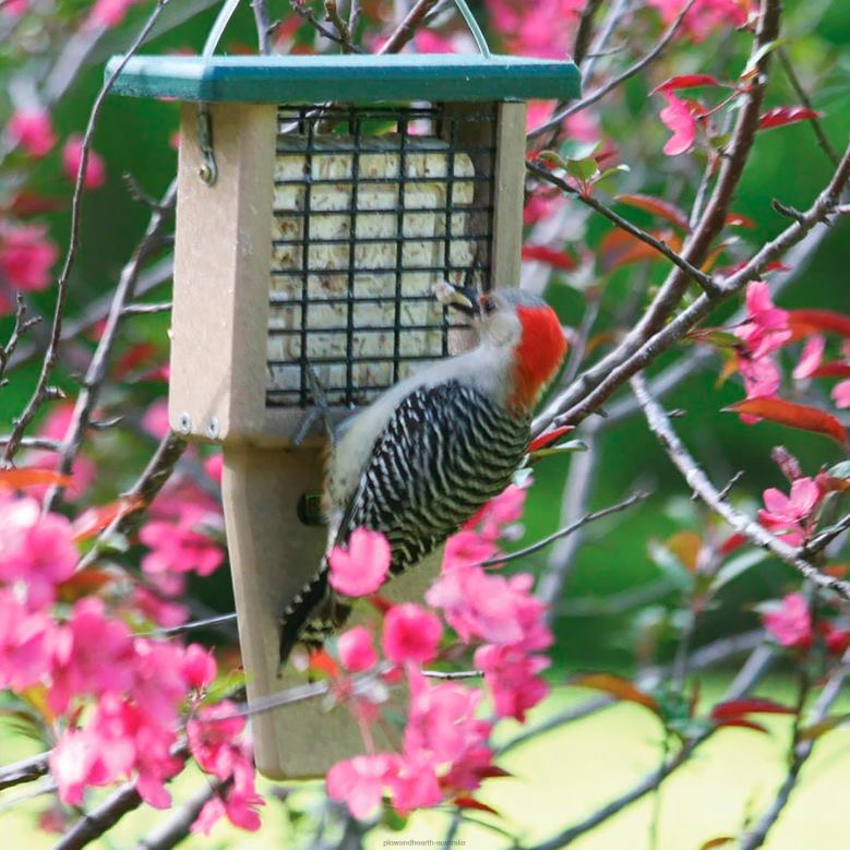 Plow & Hearth Single Cake Suet Feeder P22BD773 Yard & Garden