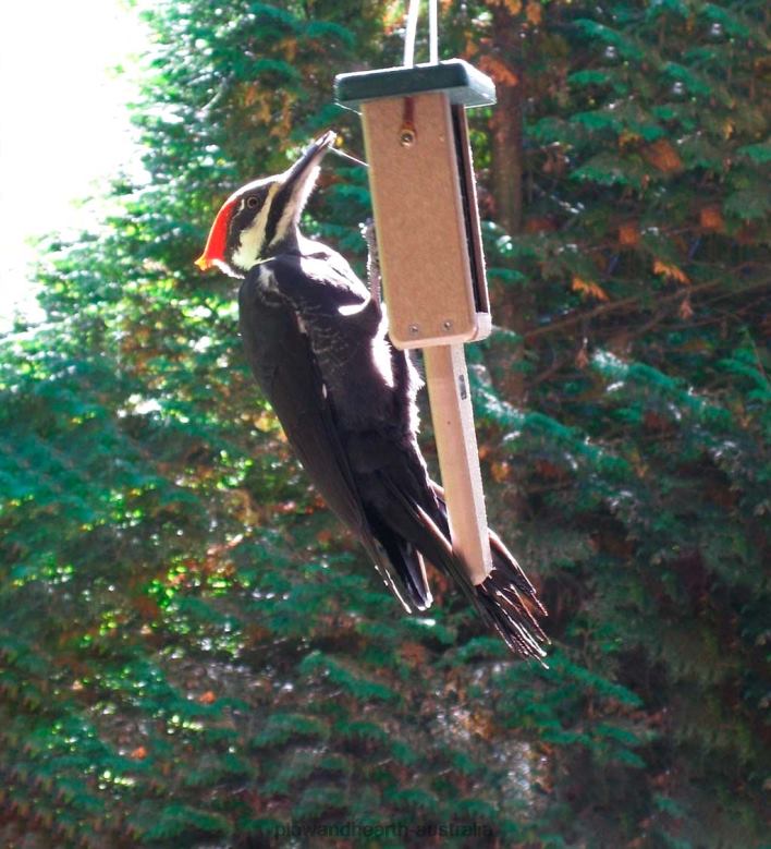 Plow & Hearth Single Cake Suet Feeder P22BD773 Yard & Garden